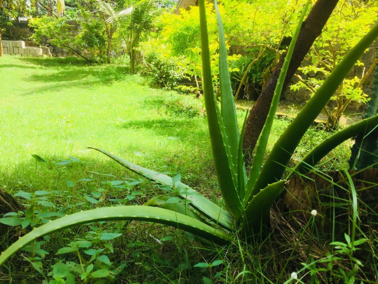 Ganesh House Homestay コーバラム エクステリア 写真